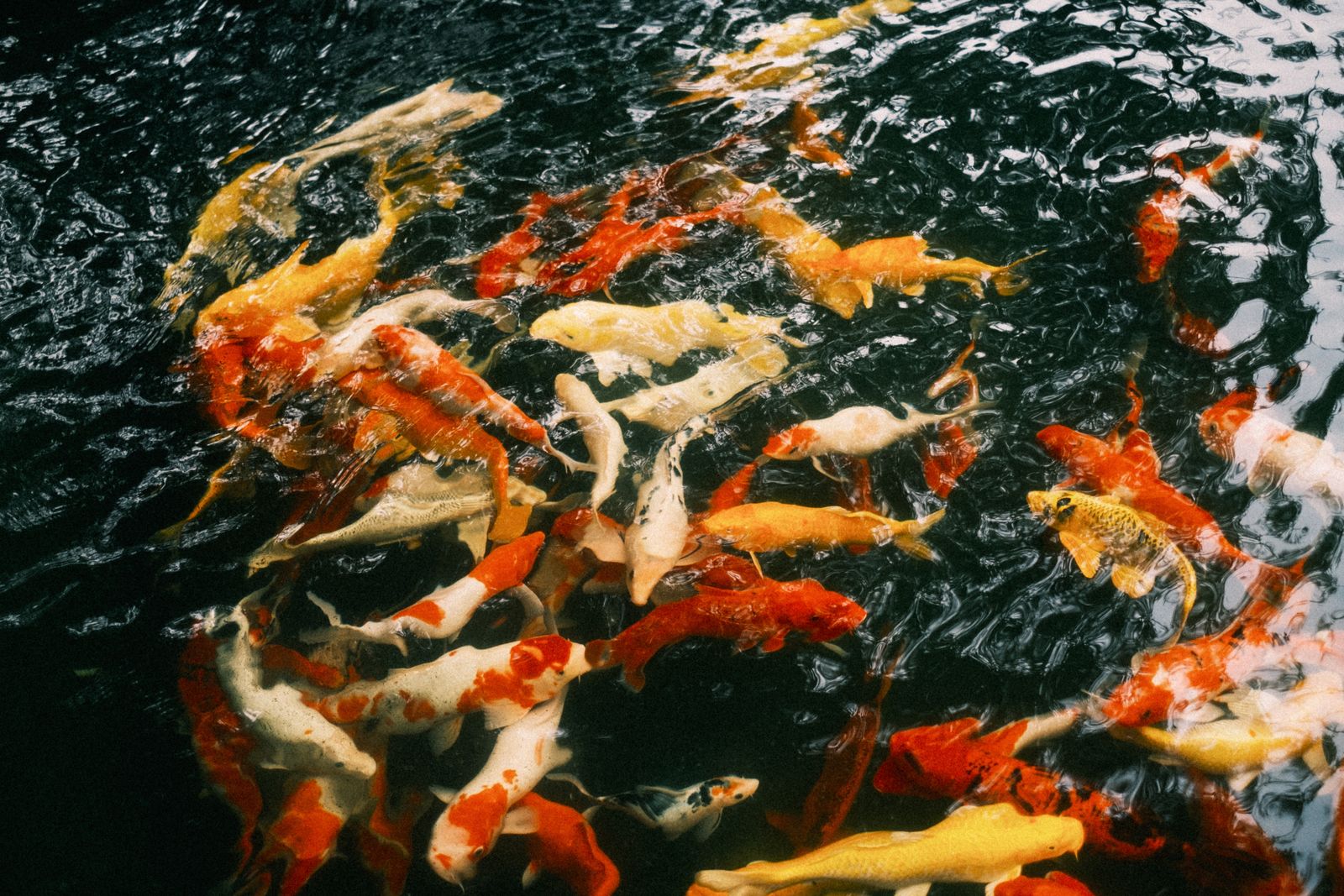 Karpers in stromend water