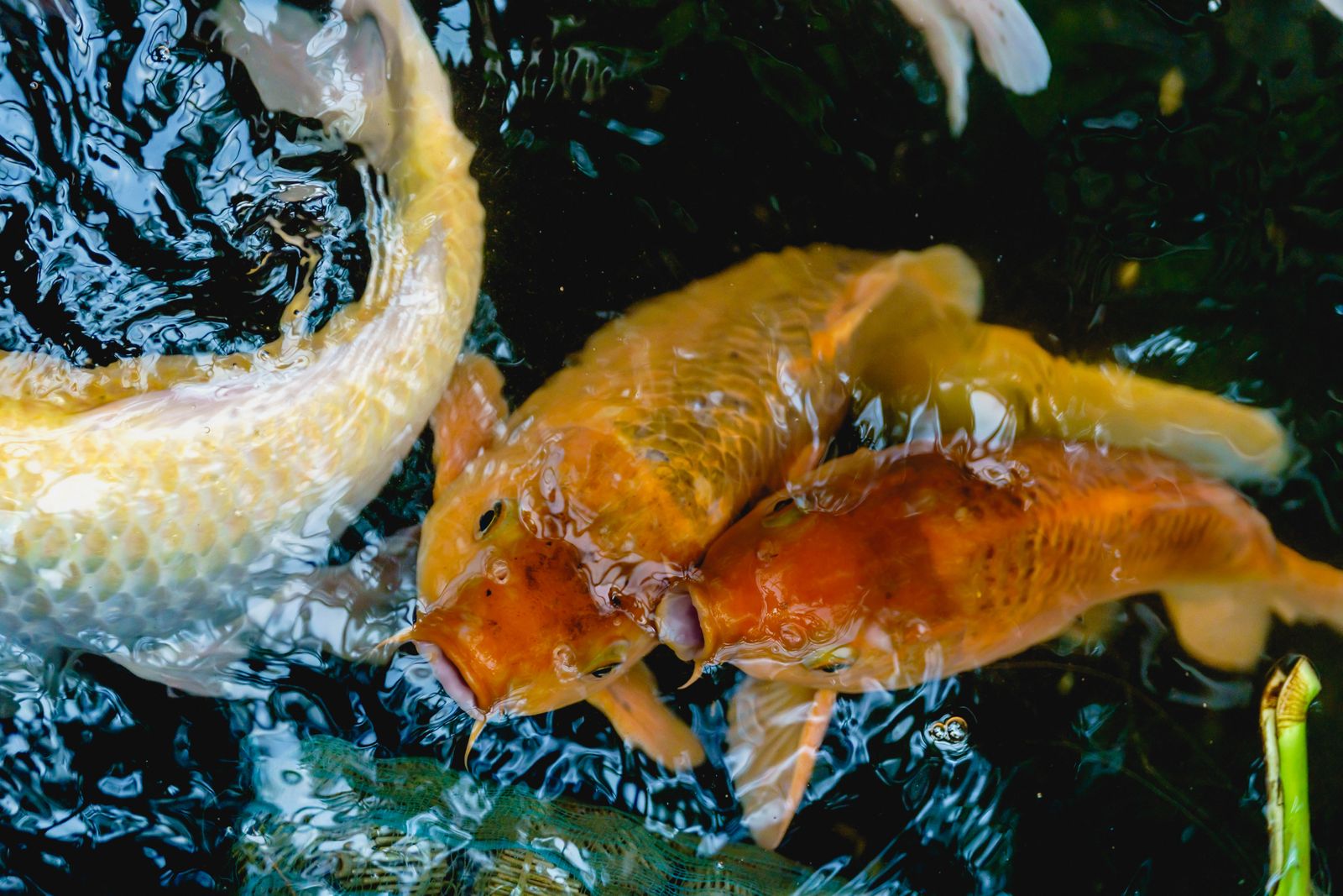 Kleurrijke koi van bovenaf