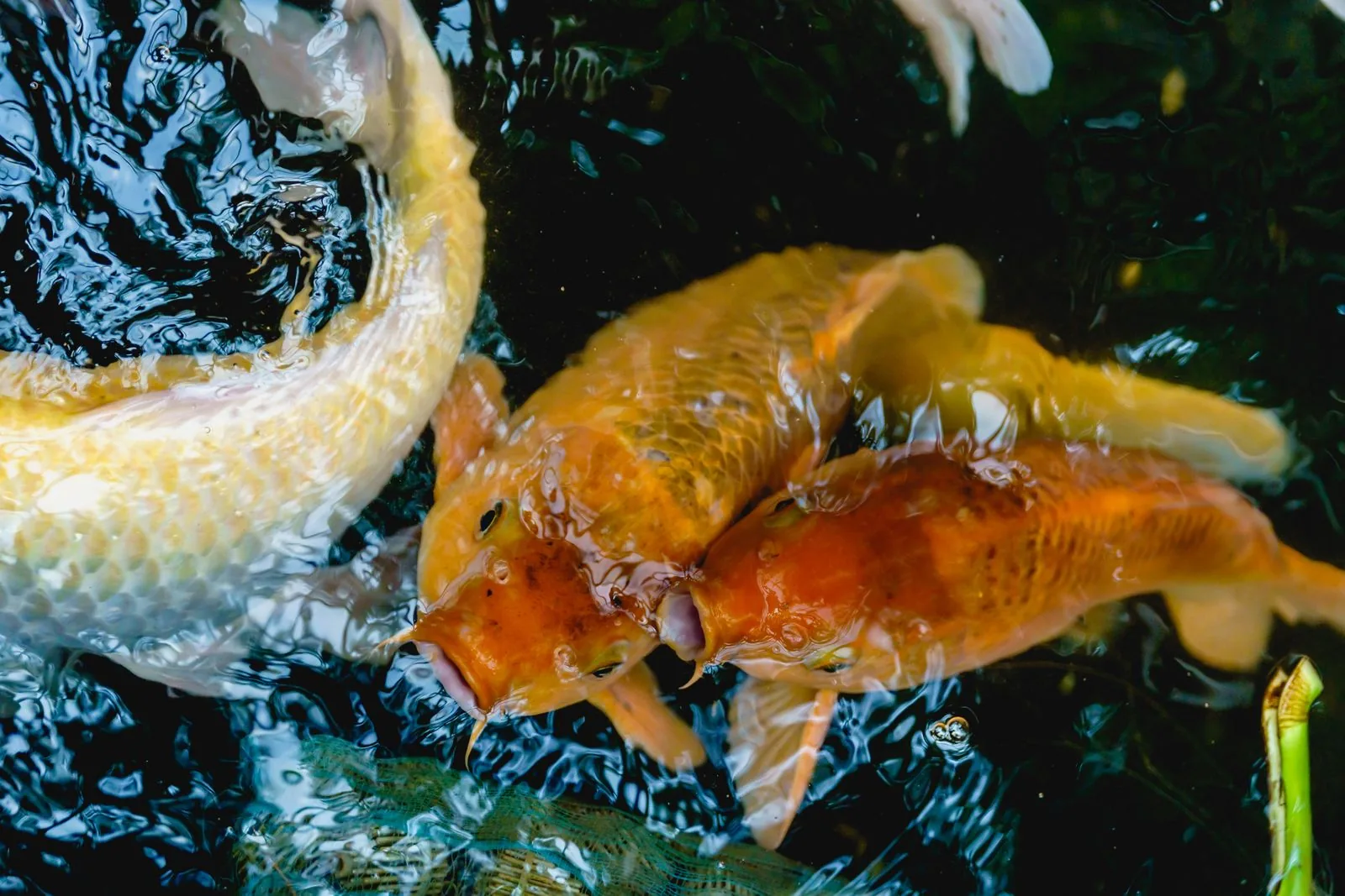 Kleurrijke koi van bovenaf
