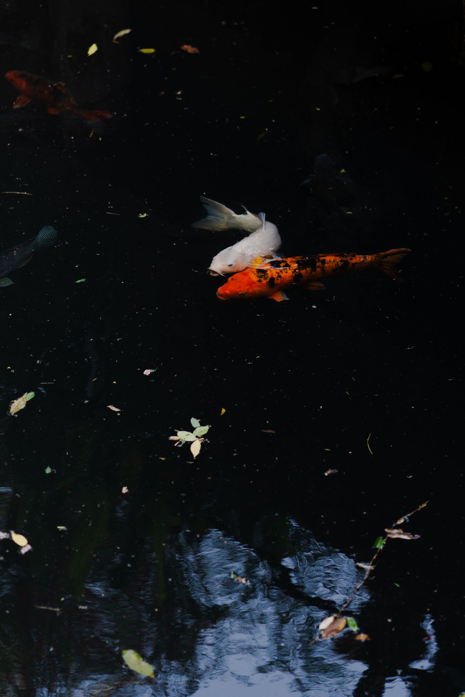 Koi aan het wateroppervlak
