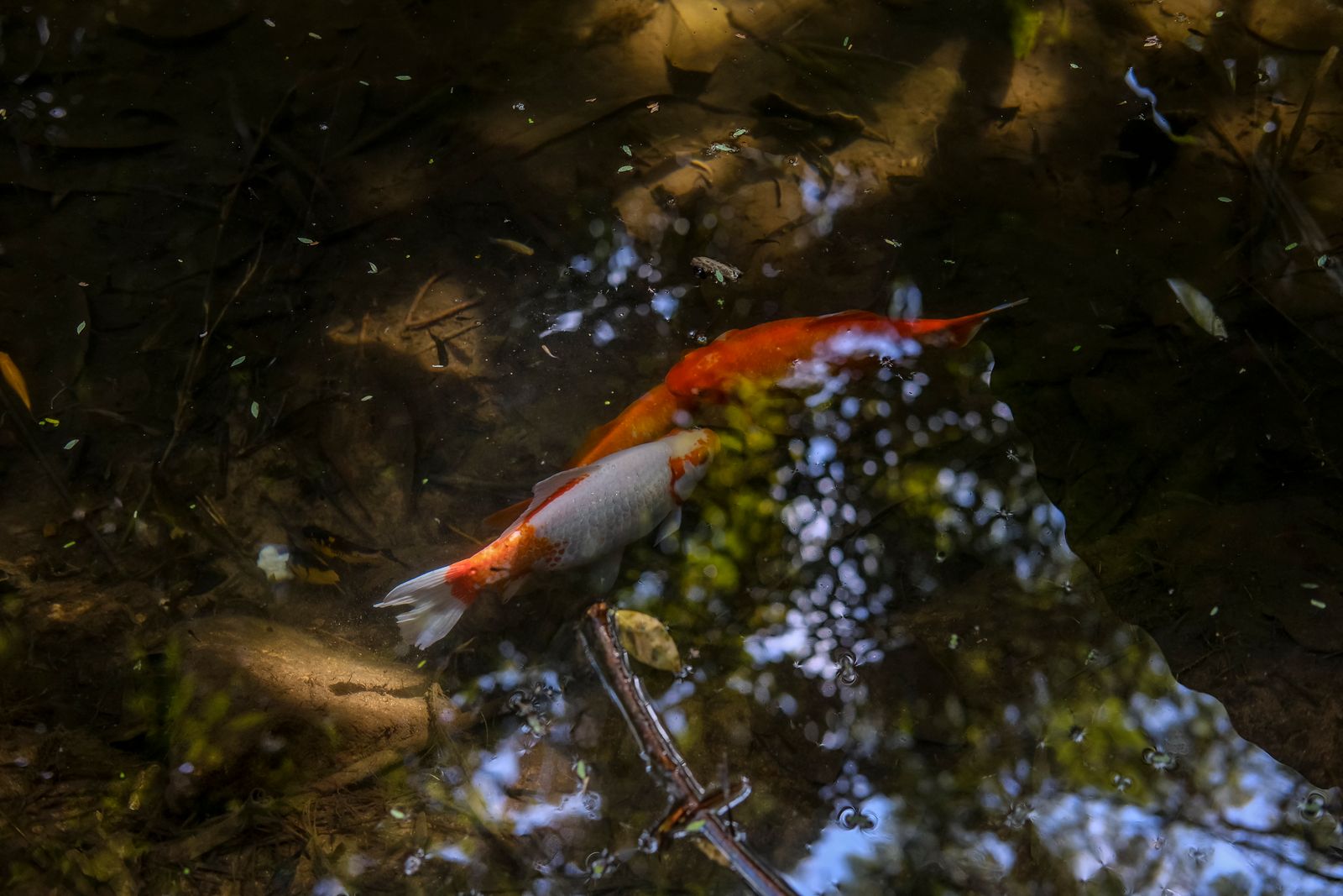 Twee koi met spiegeling in het water