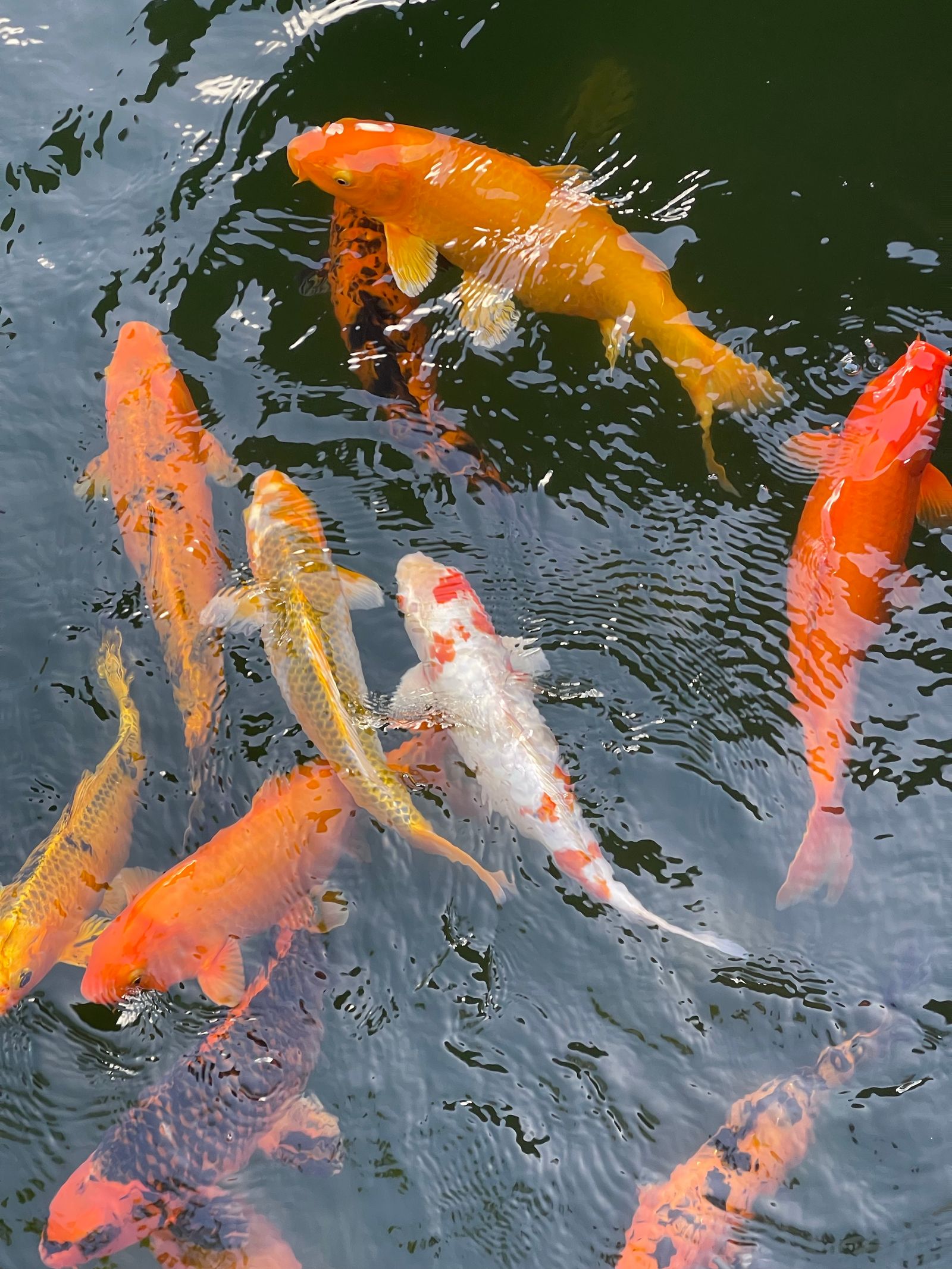 Gouden koi in de vijver
