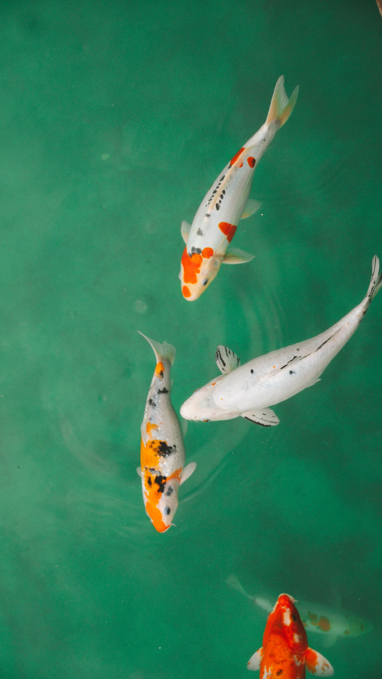 Koi in helder water
