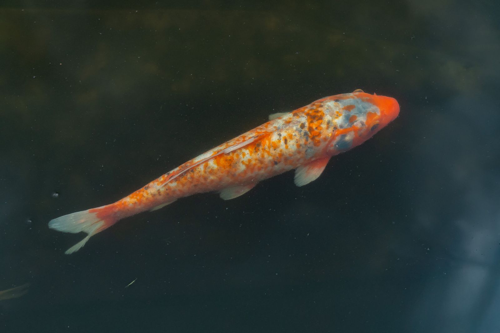 Oranje-witte koi in helder water