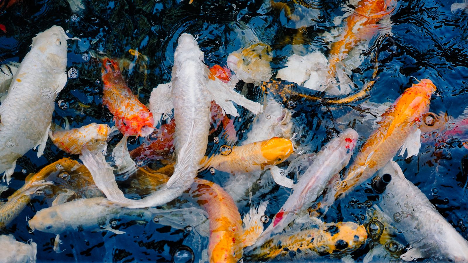 Witte en oranje koi
