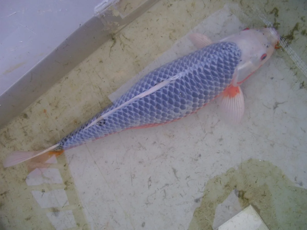 Asagi koi, blauwgrijze net-rug met rood op de flanken