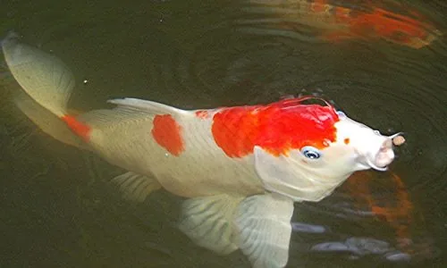Kohaku koi, sneeuwwit met rode tekening