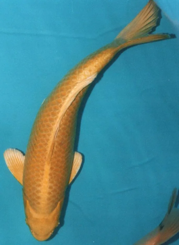 Yamabuki Ogon koi, metallic goudgeel en eenkleurig