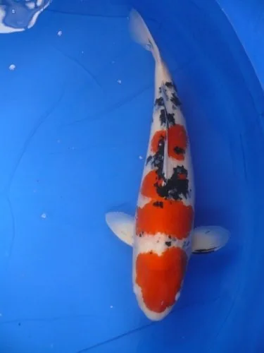 Taisho Sanke koi, wit met rode en zwarte tekening