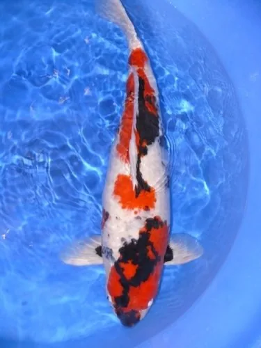 Showa Sanshoku koi, zwarte basis met rood en wit