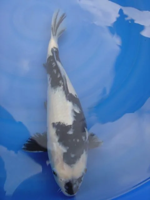 Shiro Utsuri koi, zwart met wit