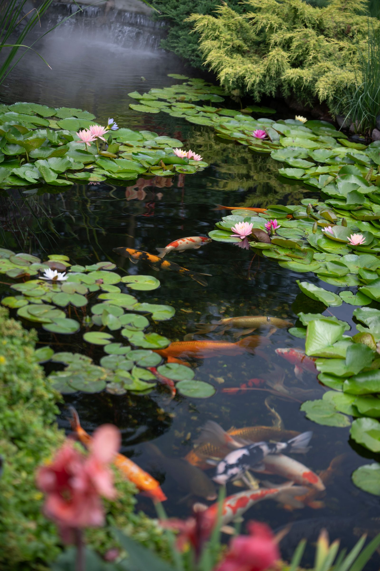 Koivijver met waterlelies